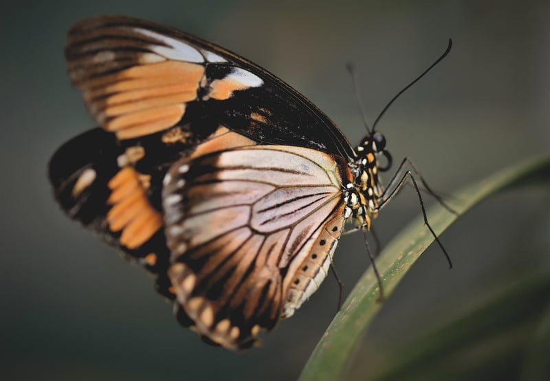 Butterfly Effects