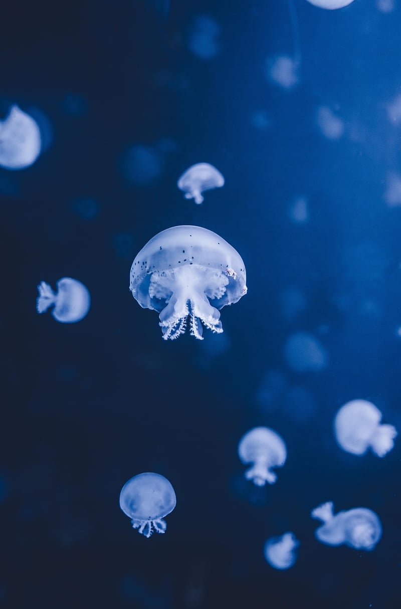 Underwater City